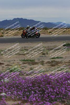 media/Jan-14-2023-SoCal Trackdays (Sat) [[497694156f]]/Turn 14 Exit Bloomig (145pm)/